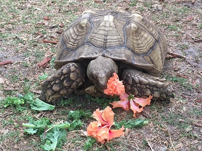 tortoise eating vegeation