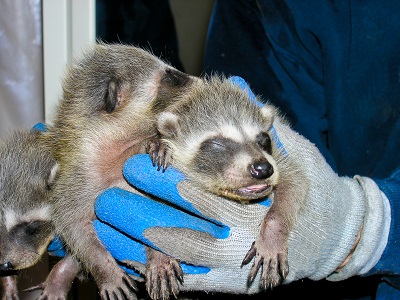 Baby Raccoons being held